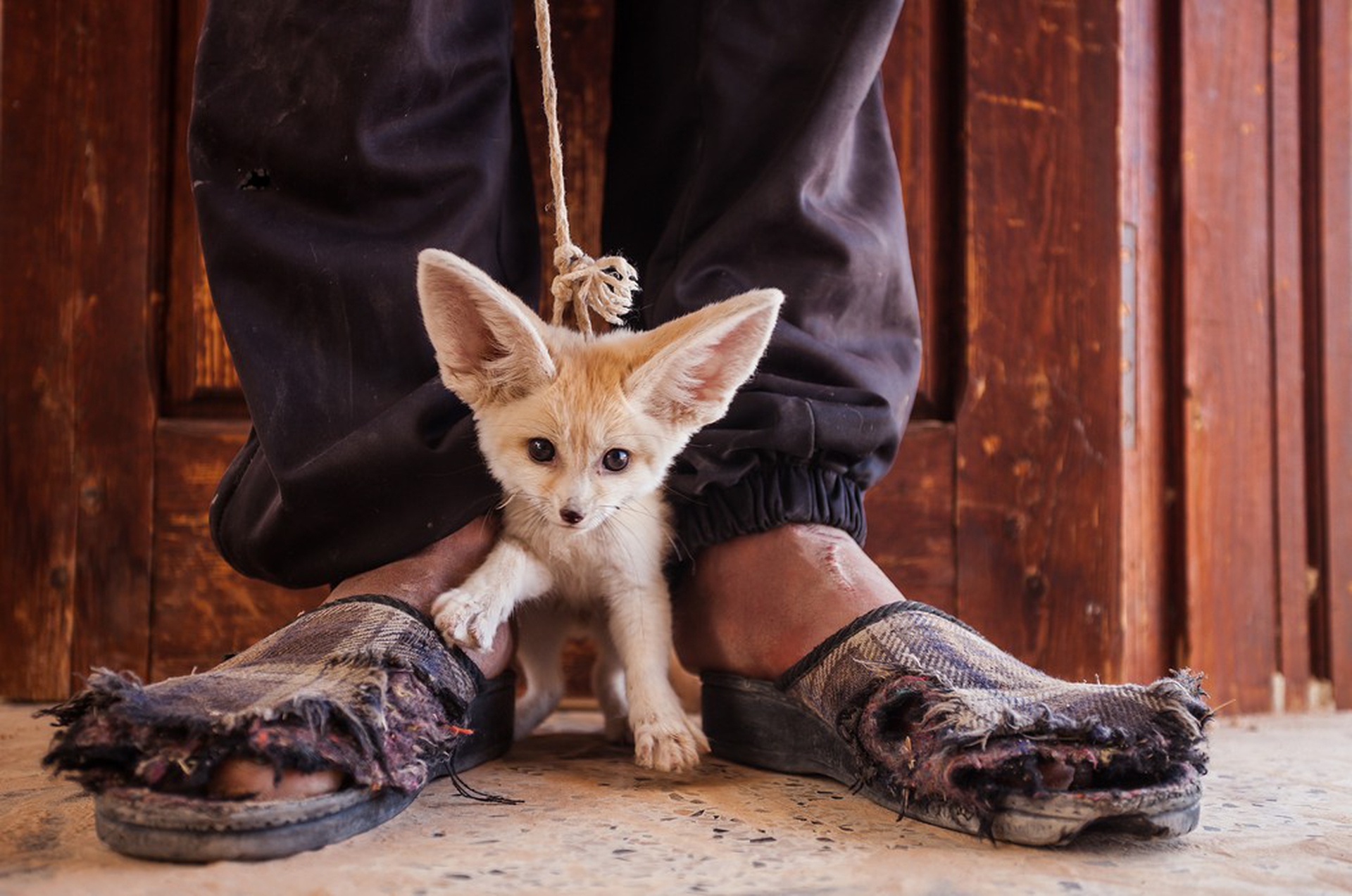 Fennec - Photographers against wildlife crime