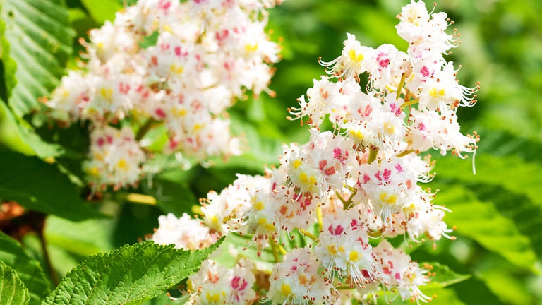 white-chestnut