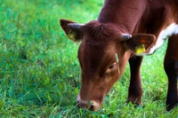 Cos’è l’allevamento biologico (e una proposta per rafforzare questo modello)