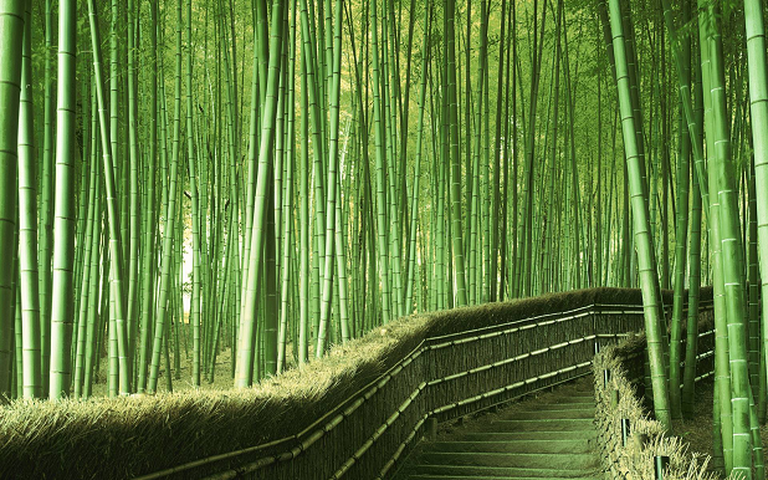 Le nostre piante madri di bamboo madake ⋆ BambuTigre