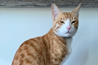Arabian mau, il gatto arabo che rischia l’estinzione