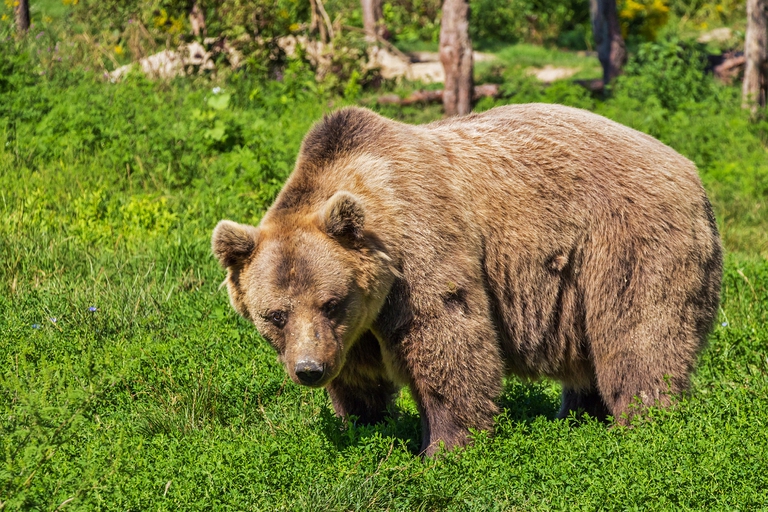L’orso trentino M57 è stato deportato in Ungheria in un parco-zoo