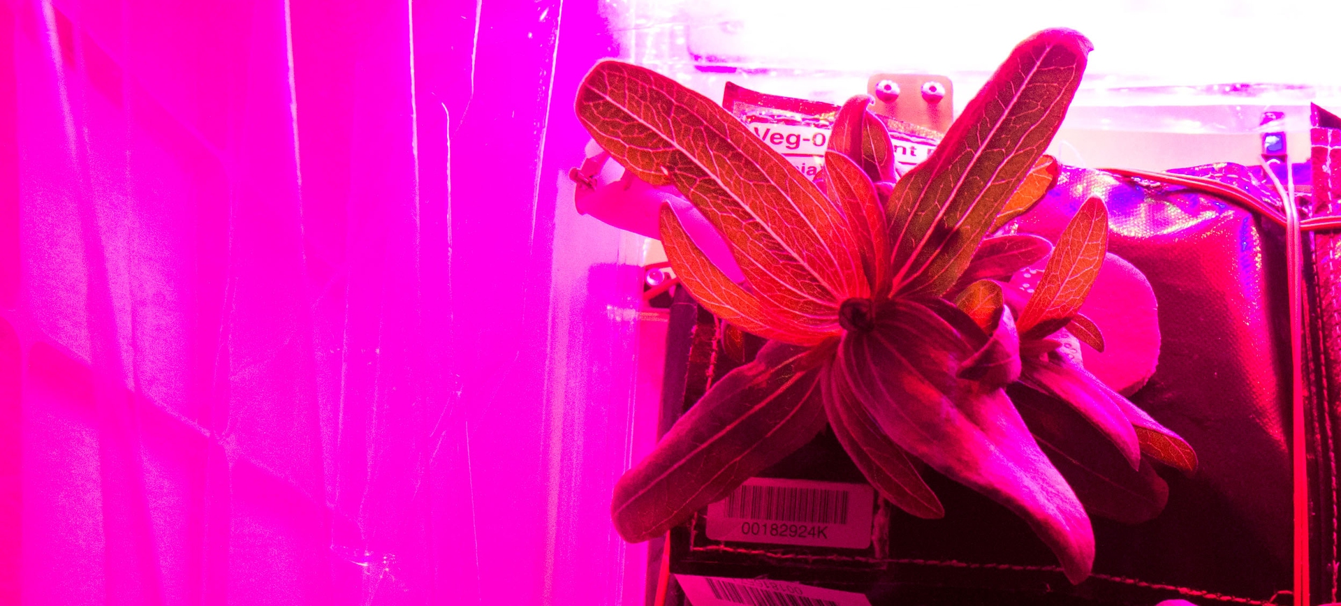 zinnia sotto la lampada