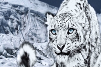 Dynafit e Salewa a sostegno del leopardo delle nevi