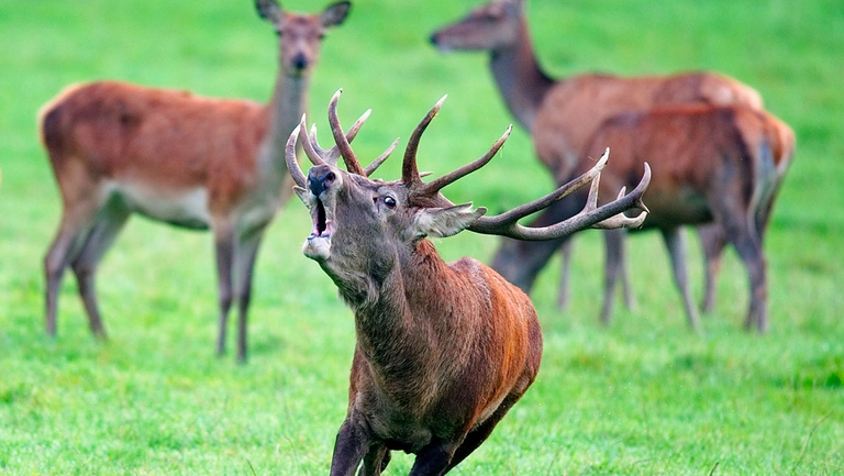 La stagione dell’amore dei cervi coincide con l’inizio dell’autunno, periodo nel quale i maschi difendono il proprio harem di femmine. Si sfidano in vario modo: prima attraverso il bramito, il caratteristico verso cavernoso che emettono i maschi. Poi cominciano a lanciarsi minacce a distanza con gli zoccoli.