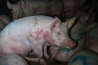 Cosa è successo nel macello degli orrori di Cremona