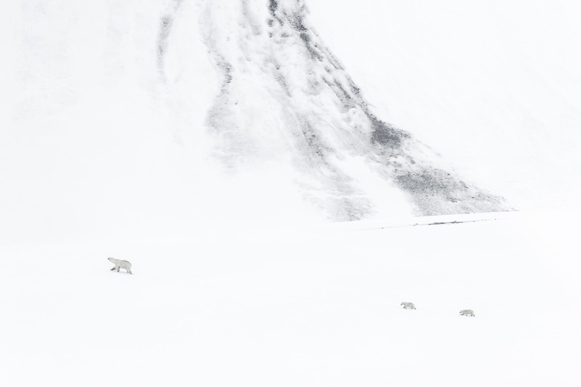 5_Vincent Munier Orsi polari, Svalbard 2014