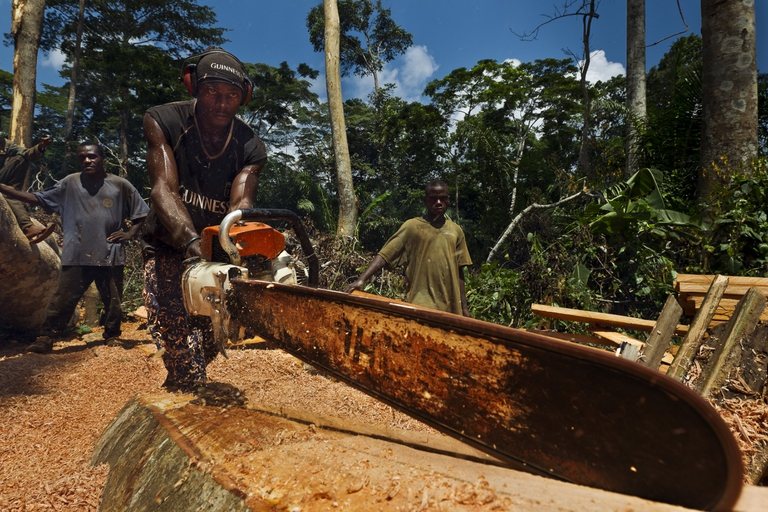 congo basin rainforest deforestation logging