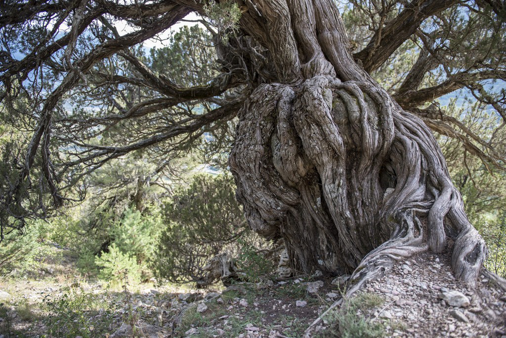 Calendario 2018 Amani, novembre