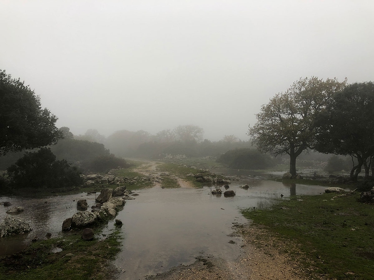 cavallini della giara