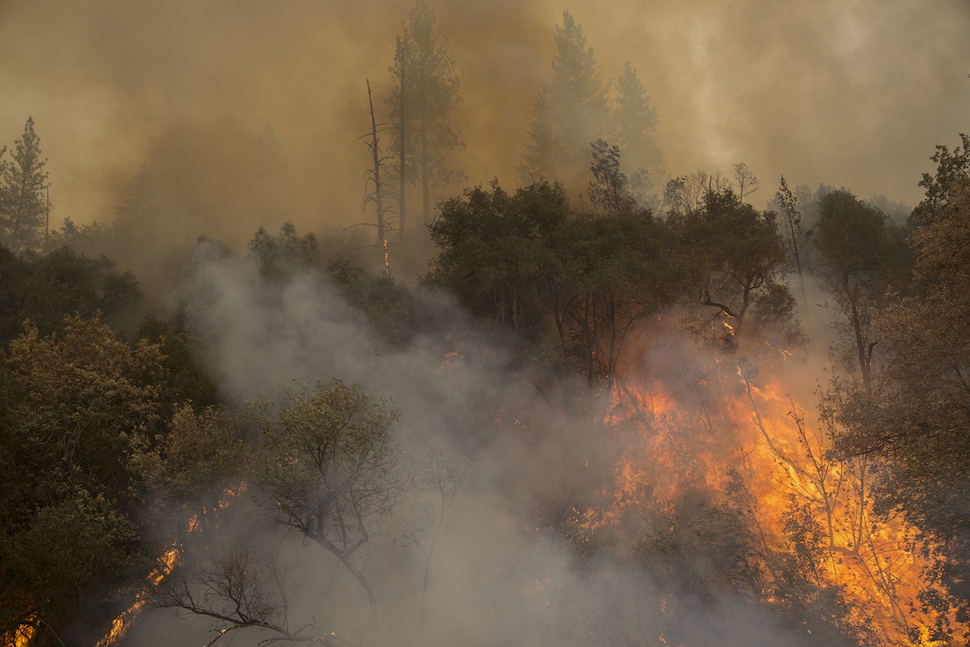 forest-burning-2