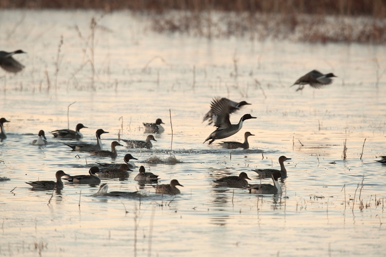 Anatre selvatiche in un'area umida