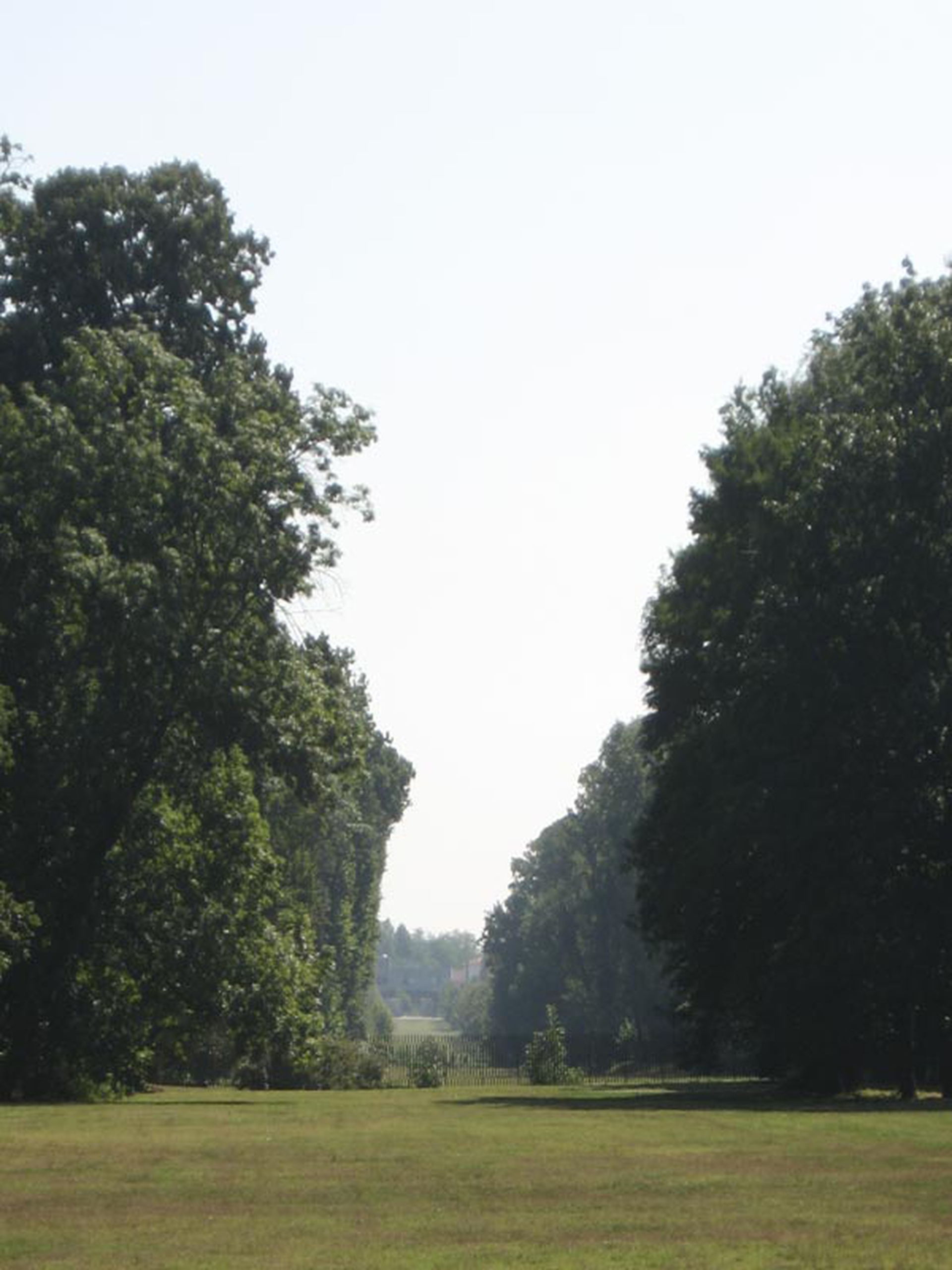 10 maestosi alberi monumentali da andare a trovare