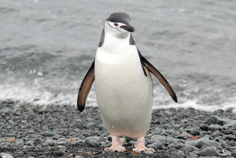 Pigoscelide antartico