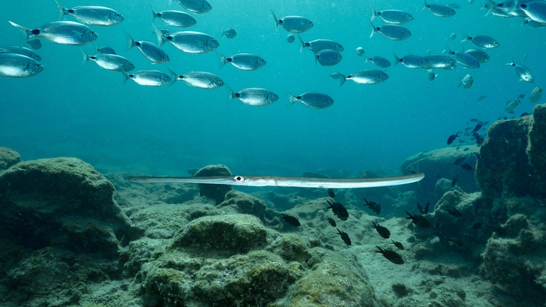 specie aliene invasive