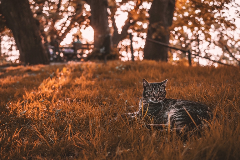 Lo sapevi che i gatti sono la causa - Scienze Naturali