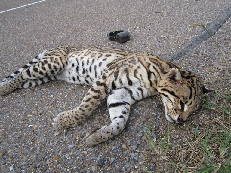 Ocelot vittima di un incidente stradale