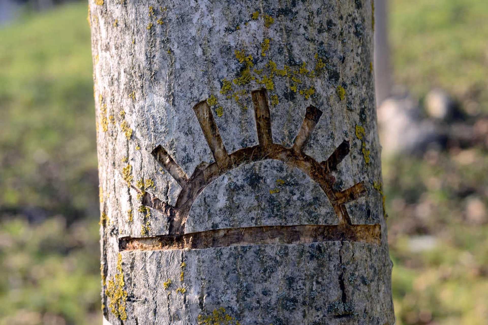 No man's land: incisioni sugli alberi di noce