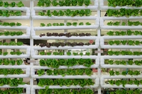 L’agricoltura verticale come soluzione per avere più cibo e meno emissioni