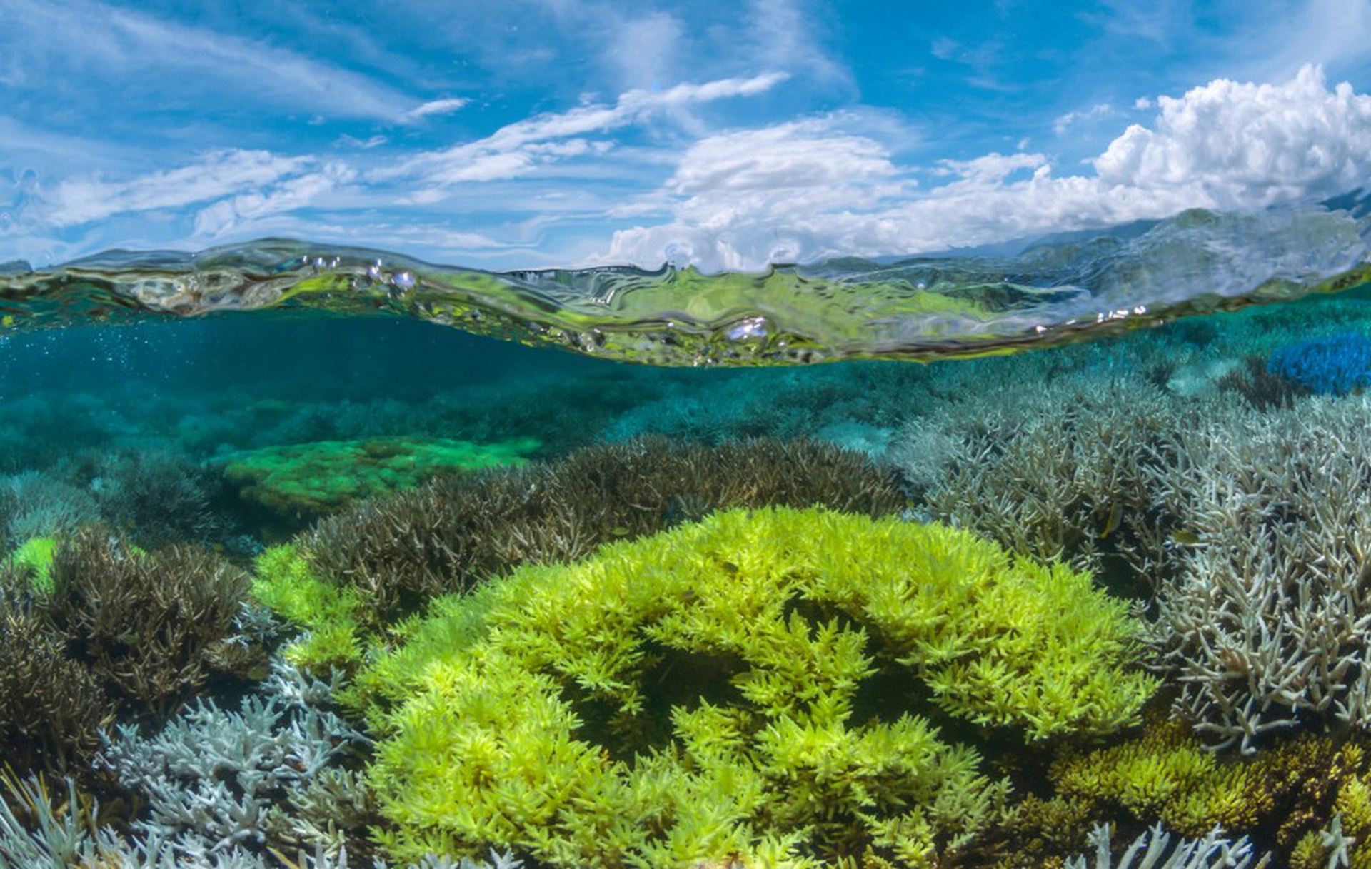 Chasing Coral, the documentary on coral reefs that makes us all feel ...