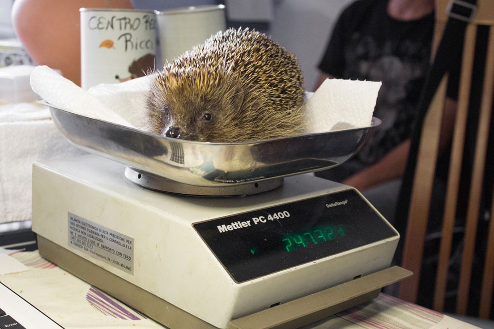 Riccio sulla bilancia