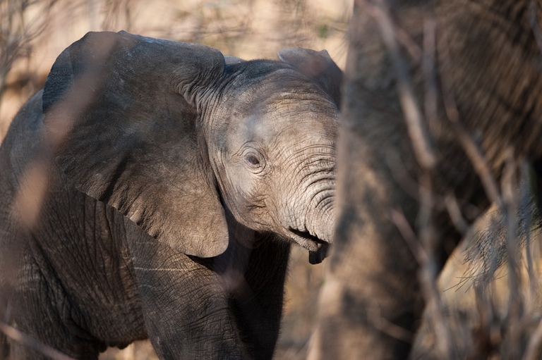 Cucciolo di elefante africano