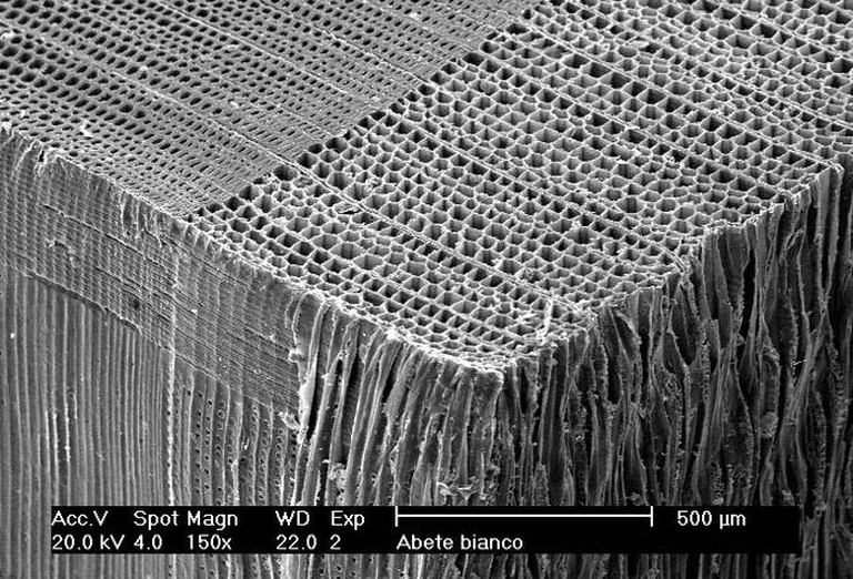 Legno al miscroscopio elettronico 