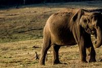 In Asia gli elefanti fanno scorpacciate di plastica