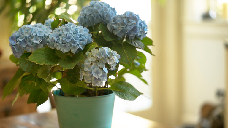 ortensia in vaso