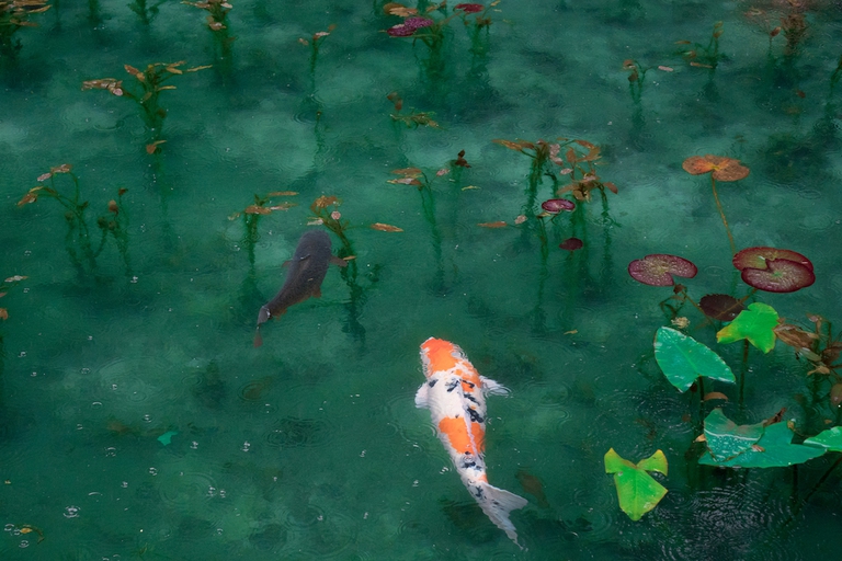 feng shui natura