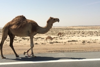 La plastica fa vittime anche nel deserto. Il caso dei dromedari di Dubai