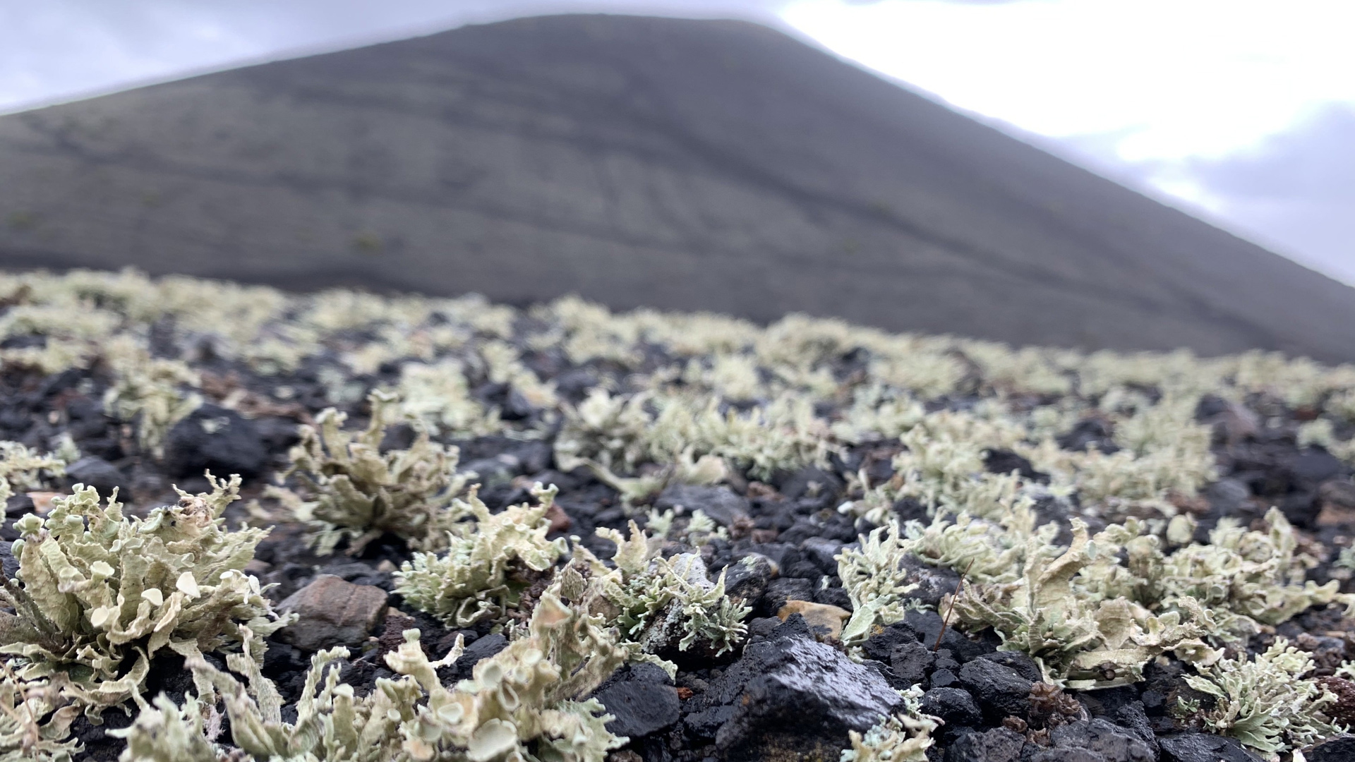 LANZAROTE_LICHENI_vulcano