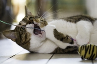 Gatto e vaccini, le regole di base per la sua salute
