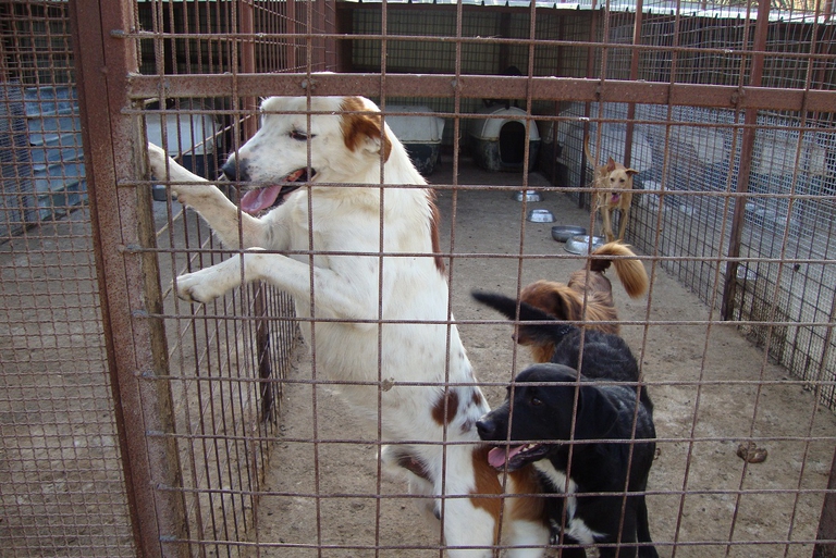 Cani in canile