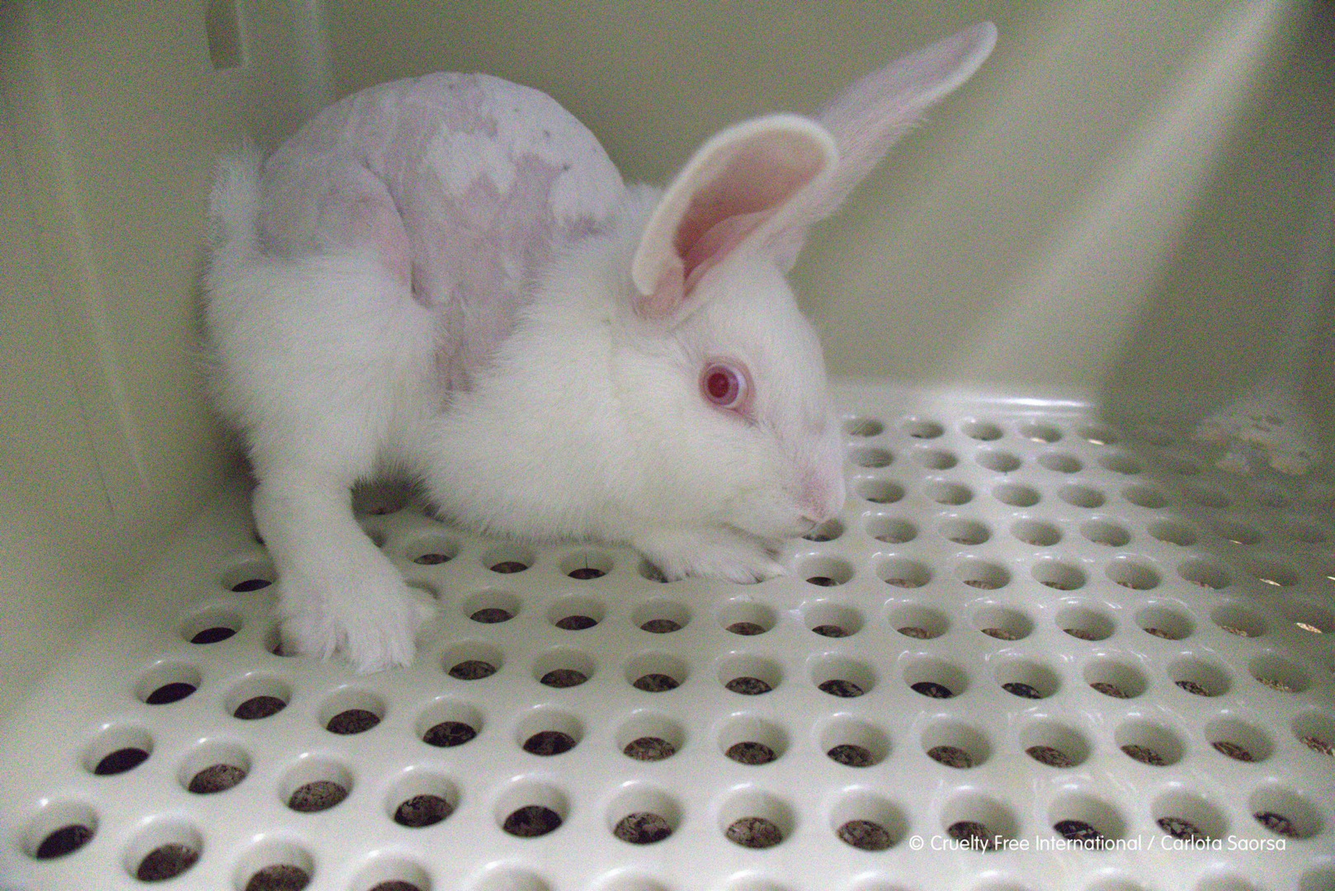 Uno dei conigli detenuti nel laboratorio