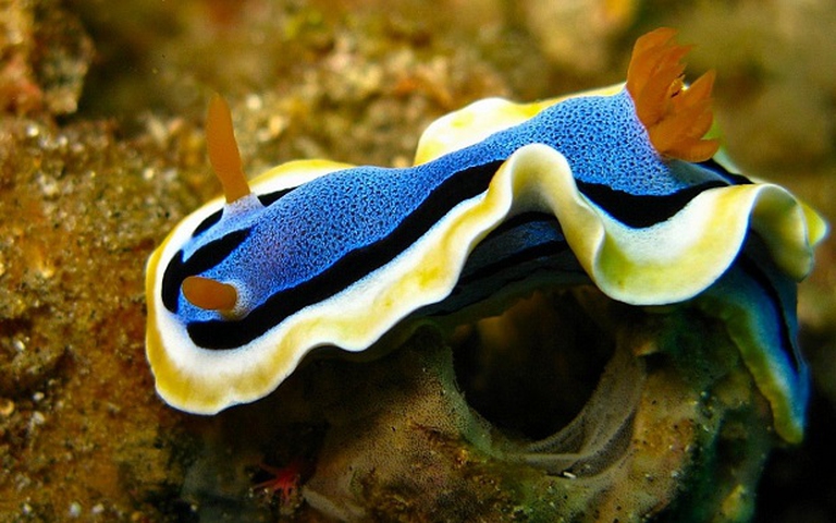 nudibranco