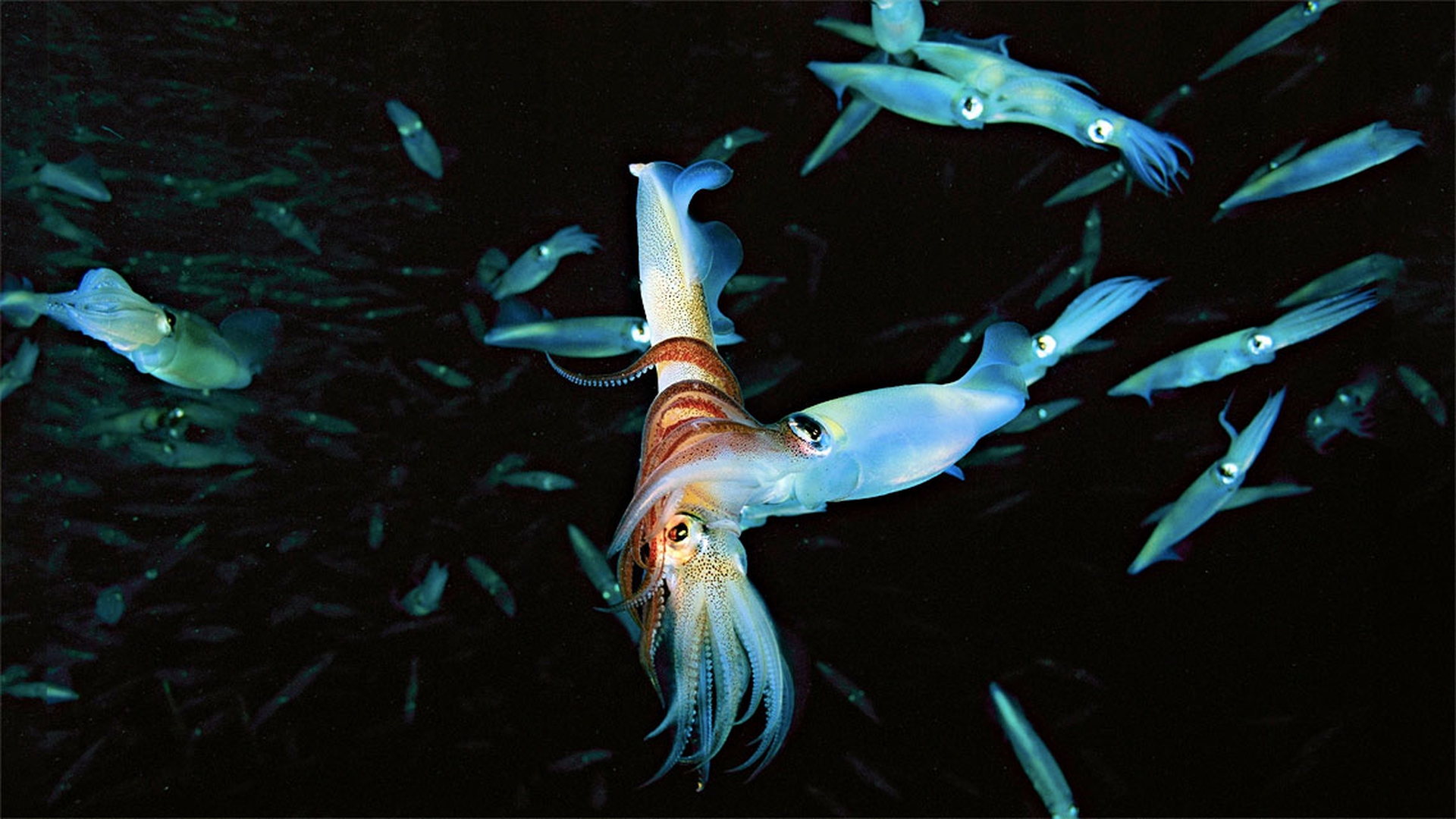 festa-san-valentino-calamari