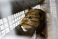 South Africa, lions bred in farms for trophy hunting and the sale of their bones