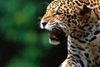 Chi sono i Greenpeace jaguars?