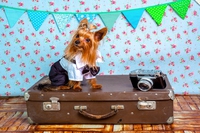 Brexit e animali domestici, cosa cambia e cosa fare