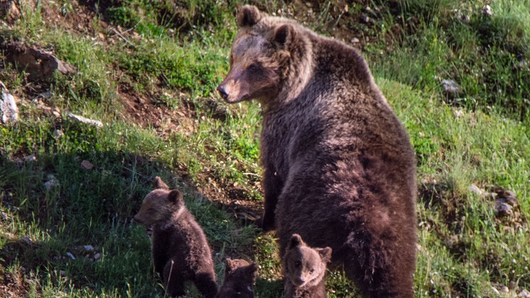 Orso bruno marsicano