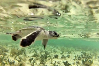 La prima corsa di 150 piccoli di tartaruga verso il mare