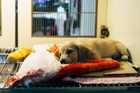 Sicilia, inaugurata a Enna una clinica veterinaria pubblica