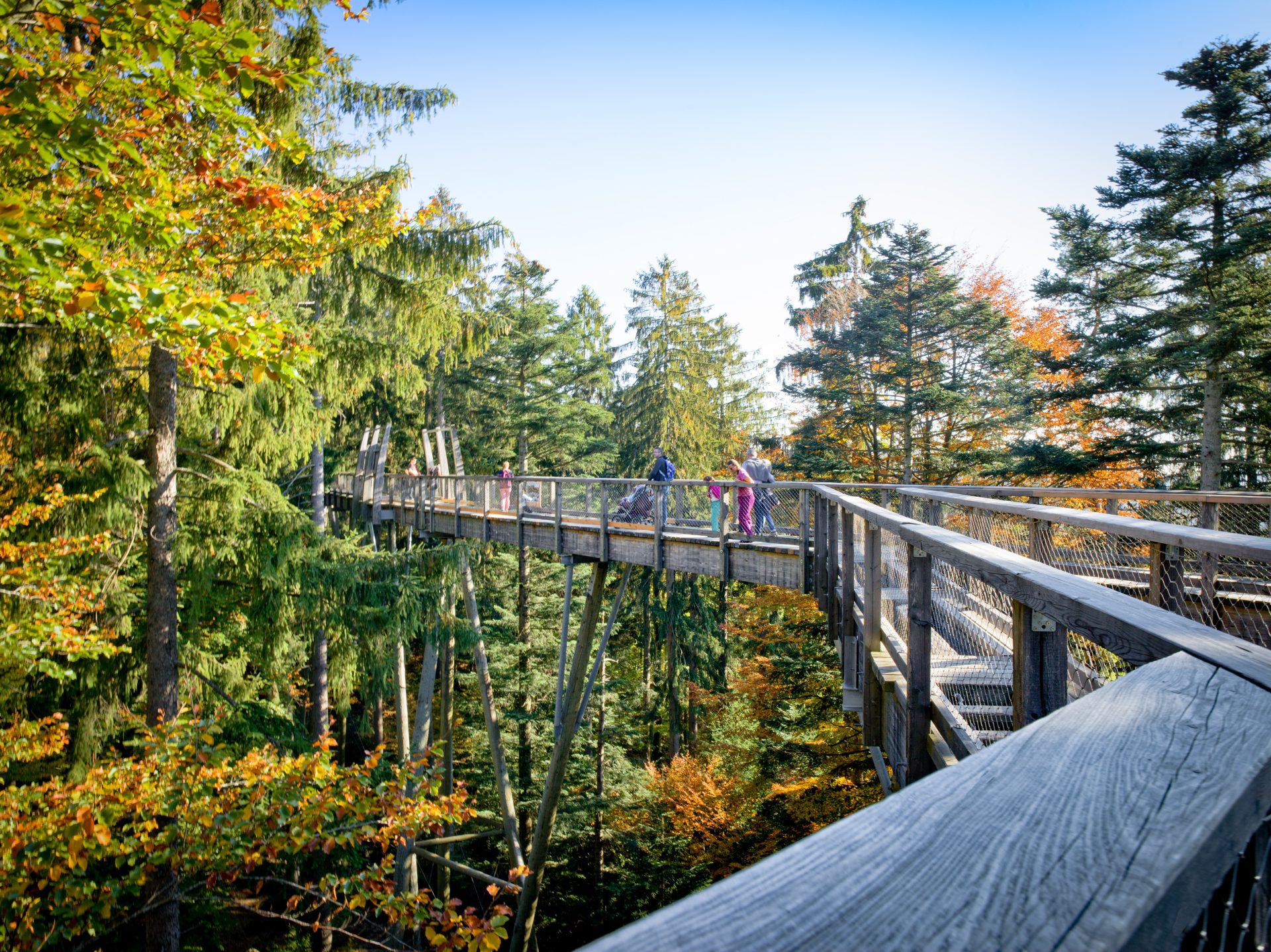 In sentiero sospeso a Neuschönau, Baviera