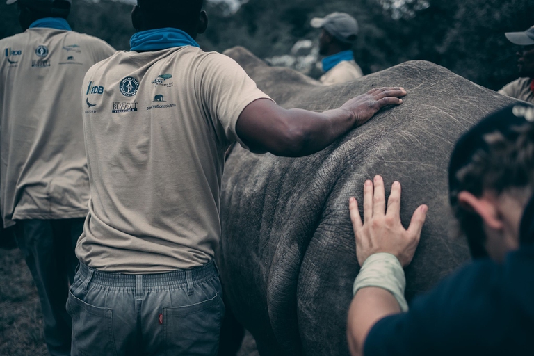 Dopo un viaggio di 3.400 chilometri, 30 rinoceronti bianchi sono stati reintrodotti in Ruanda