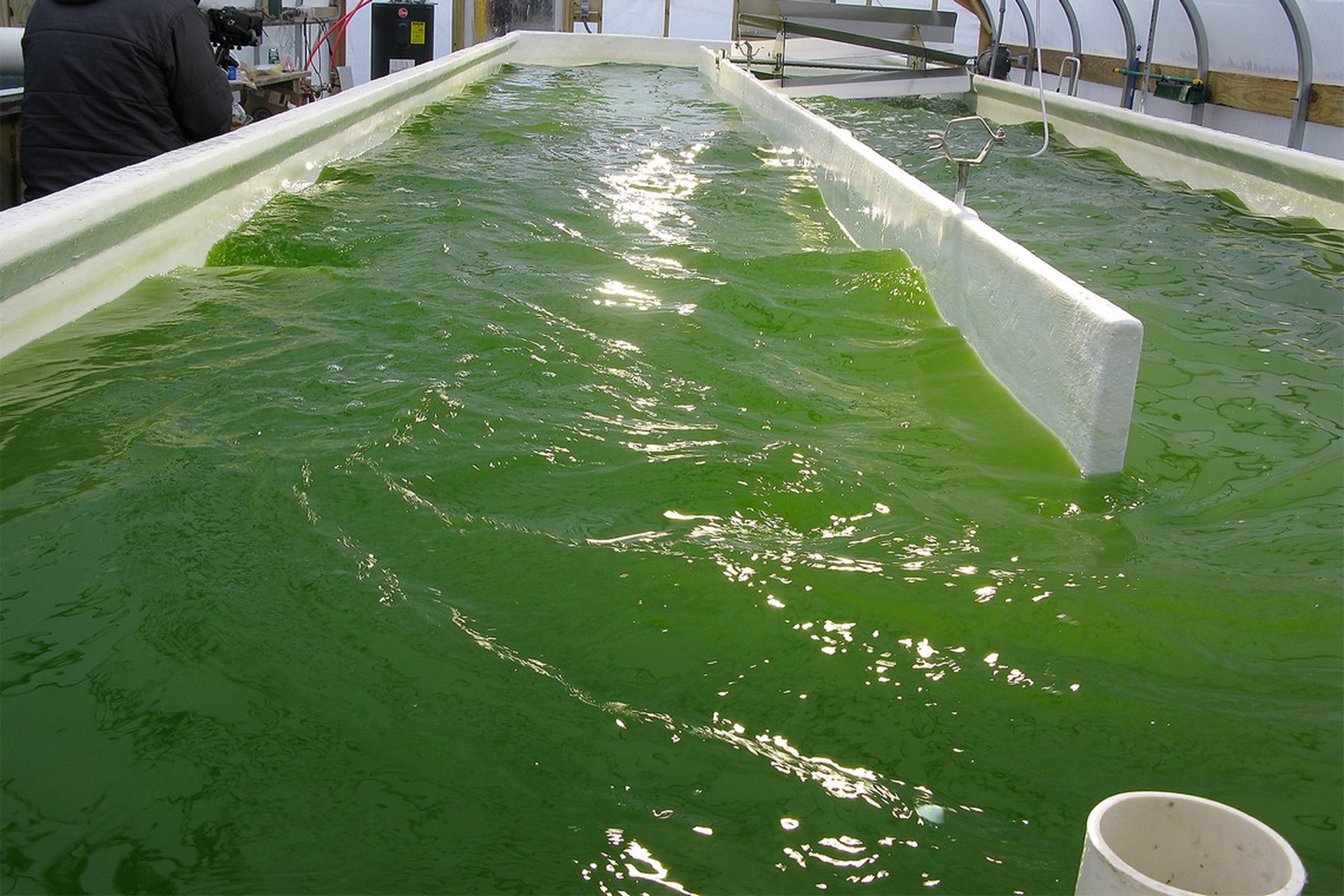 Biometano dalle alghe, in Spagna circolano le prime vetture