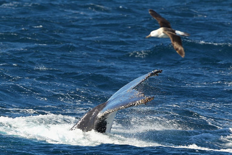 Megattera che si immerge nelle acque australiane