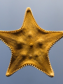 How a starfish can help us understand climate change