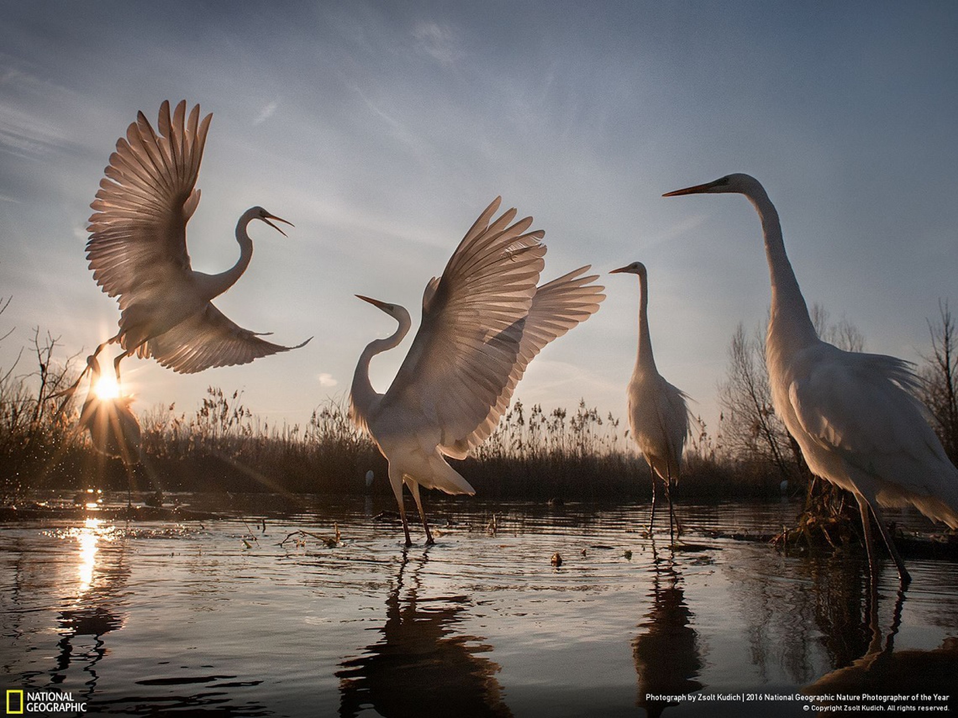 2016 National Geographic Nature Photographer of the Year