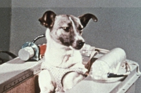 La storia di Laika, la prima cagnetta nello spazio, nelle parole di Dino Buzzati